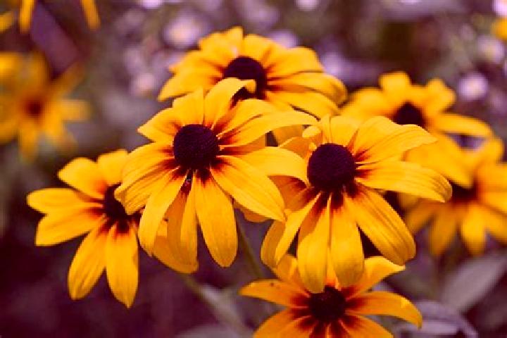 Dark Ritual online slot
